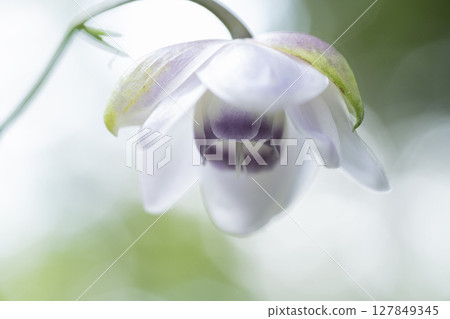 Renge潑花 Renge潑花 127849345