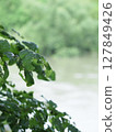 Rain-wetted green 127849426