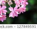 Cute pink flowers 127849591