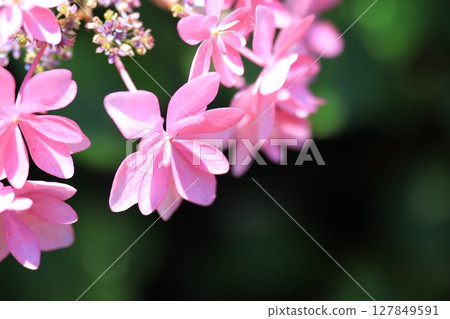 可愛的粉紅色花朵 127849591