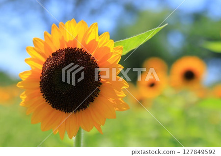 與夏天花的風景 127849592