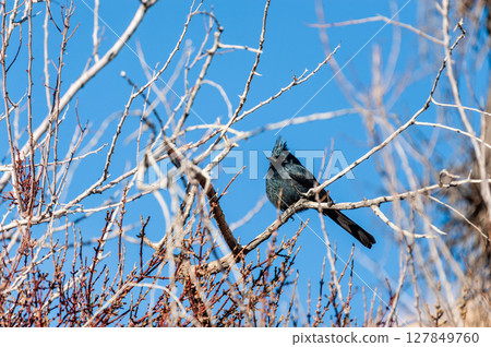 Bird in Josua Tree National park 127849760