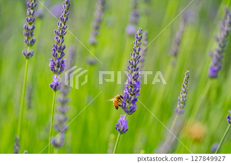 蜜蜂吮吸薰衣草蜂蜜 127849927