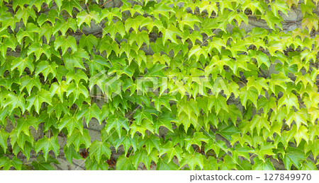 牆上爬滿綠色常春藤的風景 127849970