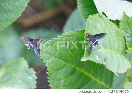 Black-winged fly resting on a leaf 127849975