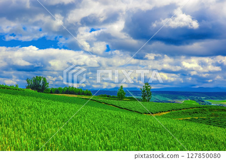 富良野的新景色 127850080