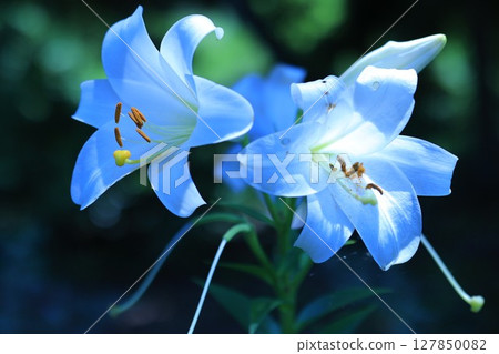 陰影與太陽 陰影與太陽 127850082