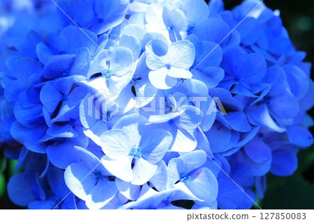 明亮的地方 127850083