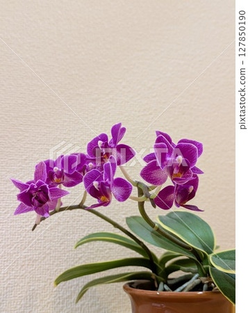 Purple orchid Orchid [Flowers/Materials] 127850190