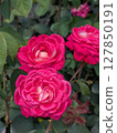 Red roses [flowers and materials] 127850191