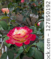 Red roses [flowers and materials] 127850192