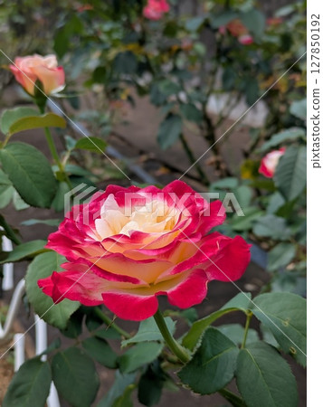 Red roses [flowers and materials] 127850192