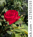 Red roses [flowers and materials] 127850193