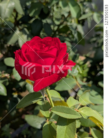 Red roses [flowers and materials] 127850193