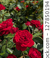 Red roses [flowers and materials] 127850194