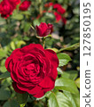 Red roses [flowers and materials] 127850195