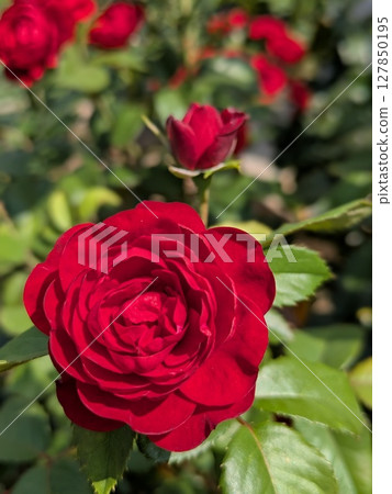 Red roses [flowers and materials] 127850195