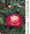 Red rose, rose, gradation [flowers, materials] 127850196