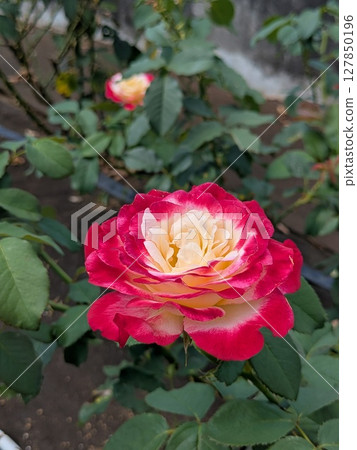 Red rose, rose, gradation [flowers, materials] 127850196