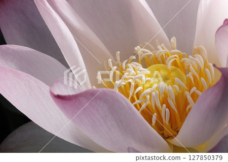 Lotus in Japan Lotus in Japan 127850379