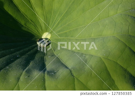 日本的蓮花 日本的蓮花 127850385