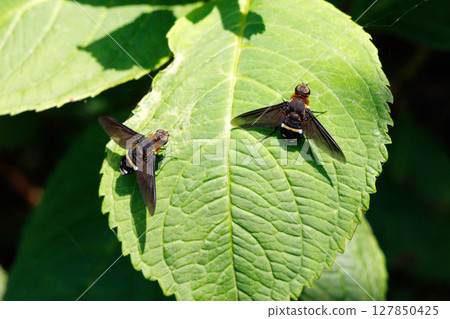 黑翅蠅停在一片葉子上 127850425