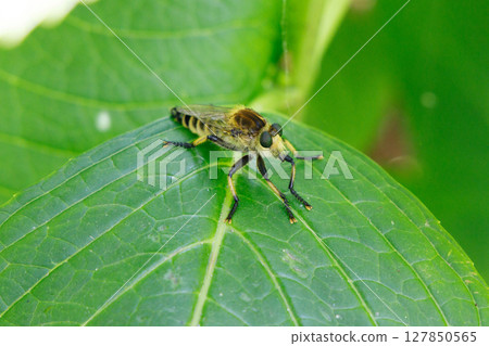 一隻蒼蠅停在一片葉子上 127850565