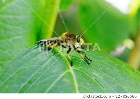 一隻蒼蠅停在一片葉子上 127850566