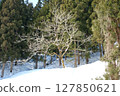 在雪中的樹木 127850621