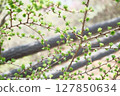 落葉松 127850634