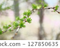 落葉松 127850635