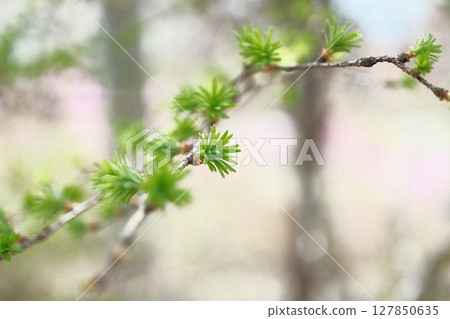 Larch 127850635