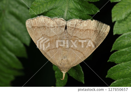 Living creatures, insects, the large moth of the Noctuidae family, subfamily Carthaginae. Its body length is one centimeter, and its span is about three centimeters. 127850657