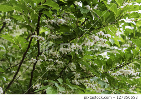 White flowers of Egonoki 127850658