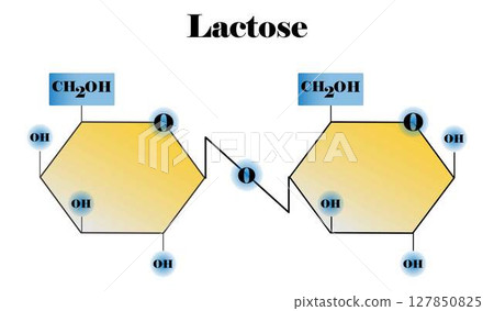 illustration of biology and chemistry, Lactose molecule, Chemical formula and model of lactose molecule, Lactase enzyme Effect on Lactose Sugar Molecule, Lactose Hydrolysis 127850825