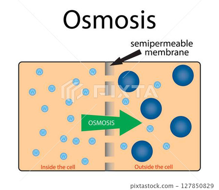 illustration of biology and chemistry, Osmosis, Diagram showing details of plant cell, Types of transport across membranes, Osmosis in a plant cell illustration of biology and chemistry, Osmosis, Diagram showing details of plant cell, Types of transport across membranes, Osmosis in a plant cell 127850829