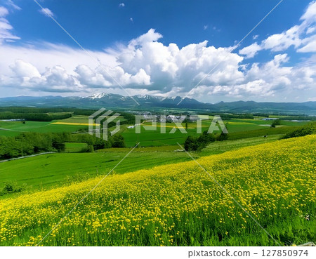 Vast fields 127850974