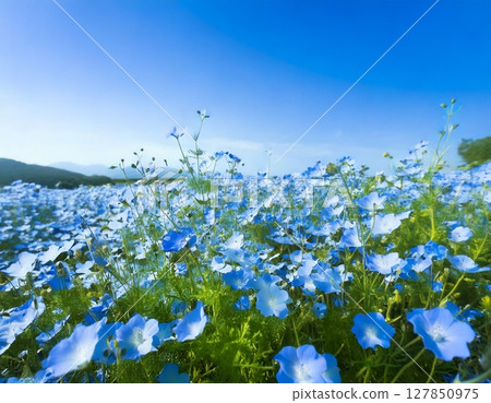 Blue Nemophila 127850975