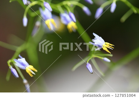 藍花菜的花和芽 127851004