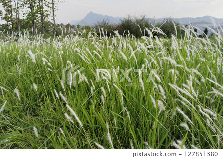 widespread genus of tropical white grass swaying wind widespread genus of tropical white grass swaying wind 127851380