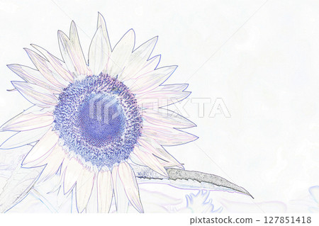 “向日葵”插圖 127851418