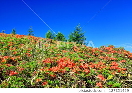 Renge azaleas of Yakeyama, Utsukushigahara Plateau Renge azaleas of Yakeyama, Utsukushigahara Plateau 127851439