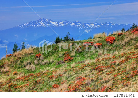 燒山、美原高原、北阿爾卑斯山的蓮華杜鵑花 燒山、美原高原、北阿爾卑斯山的蓮華杜鵑花 127851441