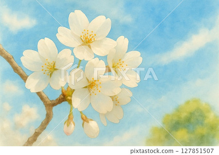 櫻花在春天的天空中閃耀的水彩插圖 127851507