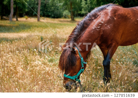 Horses grazing on the edge of the forest, free grazing of animals and copy space concept of caring for domestic animals, interaction of humans and ecosystems 127851639