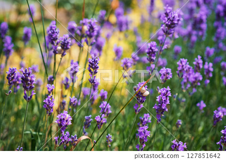 Close-up of blooming lavender bushes, selective focus on gorgeous flowers, copy space and background for cosmetics and perfume advertising Close-up of blooming lavender bushes, selective focus on gorgeous flowers, copy space and background for cosmetics and perfume advertising 127851642