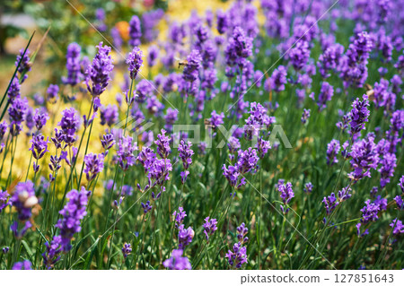 Blooming lavender, close-up and selective focus on magnificent lavender bushes, background for cosmetics and perfume advertising 127851643