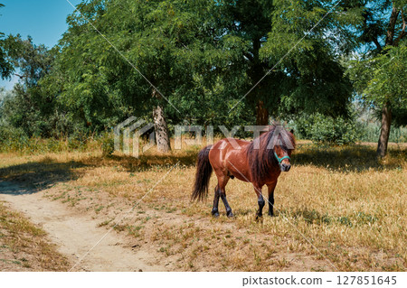 Domestic animals, ponies grazing on the edge of the forest near a forest road, a copy space with the idea of caring for animals, interaction between people and ecosystems Domestic animals, ponies grazing on the edge of the forest near a forest road, a copy space with the idea of caring for animals, interaction between people and ecosystems 127851645