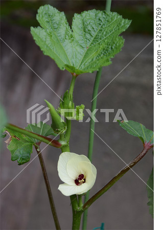 Flower of "Okra" A summer vegetable grown in a home garden in midsummer, the flower of okra (close-up) Flower of "Okra" A summer vegetable grown in a home garden in midsummer, the flower of okra (close-up) 127851769