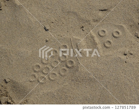 [鳥取縣] 鳥取沙丘：沙灘上的鞋印（鳥取市） 127851789